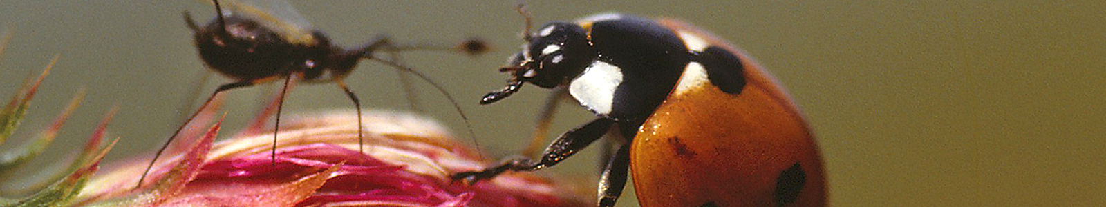 Marienkäfer und Insekt auf einer Blüte © Dienstleistungszentren Ländlicher Raum